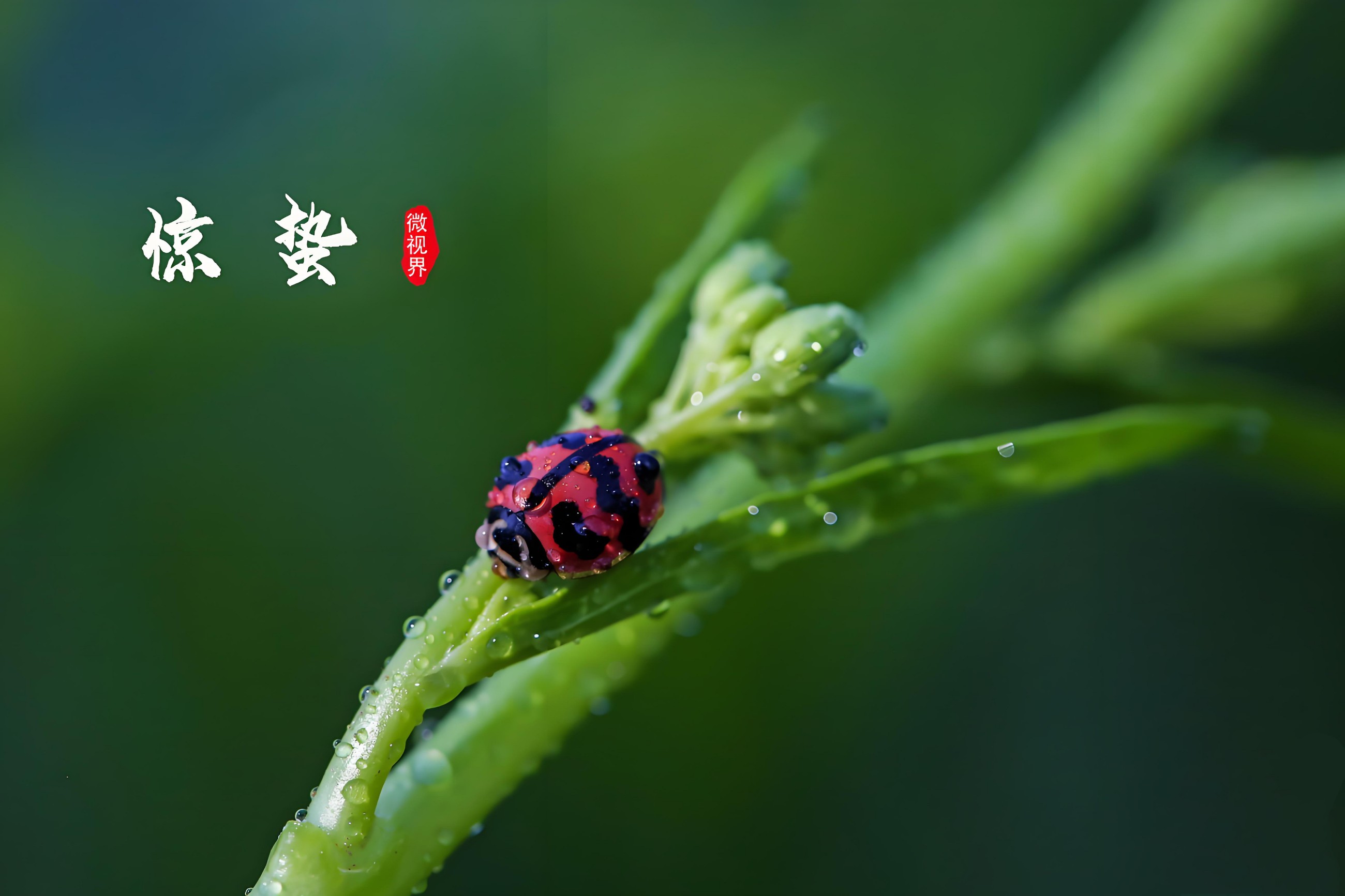 驚蟄春雷動(dòng)，亳藥千草護(hù)安康｜順應(yīng)天時(shí)調(diào)身心，解鎖春日養(yǎng)生密碼